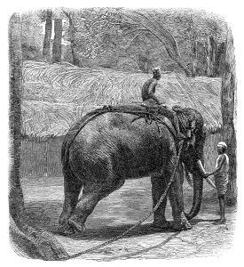 Print of a wild elephant being tested with a rope in Ceylon, 1864