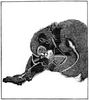 A woodblock print of a monkey from the Soshiseki gwa-fu