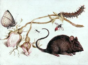 Mouse, Flower and Insect, 16th century. Artist: Joris Hoefnagel Mouse, Flower and Insect, 16th century. Artist: Joris Hoefnagel