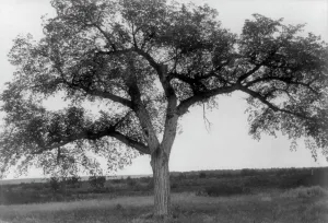 North American Nature Scene Prints: The mythic tree, c1908. Creator: Edward Sheriff Curtis