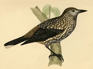 Late 19th Century Nutcracker Print
