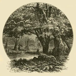 Heritage Images Print: Oaks at Bradgate, 1898