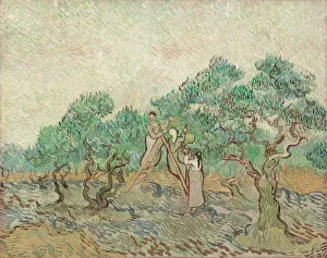 The Olive Orchard, 1889. Creator: Vincent van Gogh The Olive Orchard, 1889. Creator: Vincent van Gogh