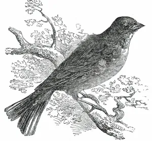 Victorian Era Animal Prints: The Ortolan, 1850. Creator: Unknown