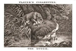 Samuel Howitt Artwork Prints: The Otter, (1924). Creator: Unknown
