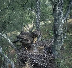 Close Up Bird Pictures Prints: Pair of buzzards on the nest