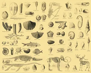 Monochrome Artwork Prints: Palaeontology Print, c1910: Study of Fossilised Life Forms