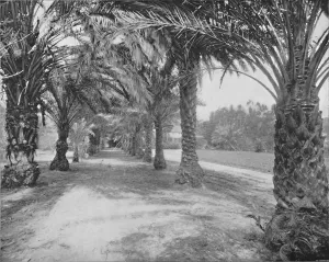 The Palms of Glenannie, Florida, 19th century The Palms of Glenannie, Florida, 19th century