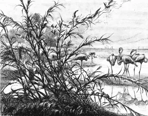 A Parliament of Birds on the Lake Menaleh, 1880. Artist: Wilhelm Gentz A Parliament of Birds on the Lake Menaleh, 1880. Artist: Wilhelm Gentz