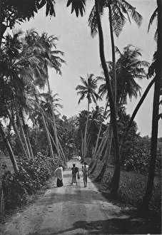 Sri Lanka Landscape Prints: A Path Through Paddy Fields, c1890, (1910). Artist: Alfred William Amandus Plate