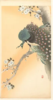 Meiji Era Artwork Prints: Peacock on cherry tree. Creator: Ohara, Koson (1877-1945)