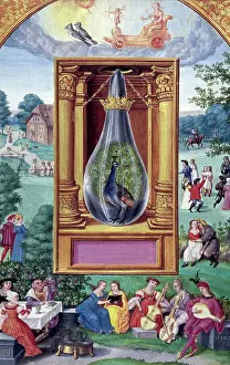Print of The Peacocks Tail, 1582