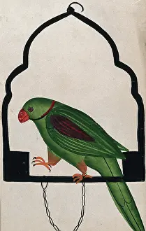 Parrots In Captivity Prints: Pet parrot on a perch. Creator: Unknown