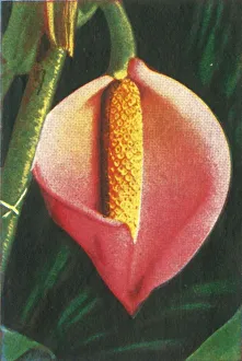 Cigarette Card Album Prints: Philodendron, c1928. Creator: Unknown