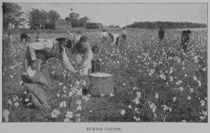 Agricultural Heritage Images Prints: Picking cotton. 1902. Creator: Unknown