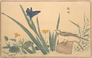 The Pied Wagtail, 1789. Creator: Kitao Masayoshi The Pied Wagtail, 1789. Creator: Kitao Masayoshi