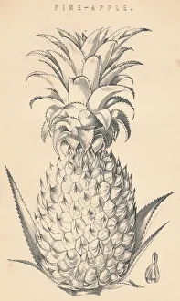 Pineapple Illustration Prints: Pine-Apple, c19th century