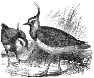 Shorebird Photography Prints: Plovers, 1856. Creator: Unknown