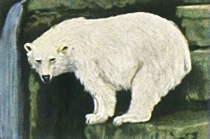 Georg A Jasmatzi Prints: Polar bear from Spitzbergen, c1928. Creator: Unknown