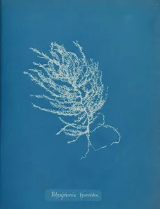 Anna Atkins Cyanotype Prints: Polysiphonia byssoides, ca. 1853. Creator: Anna Atkins