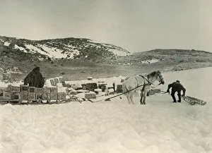 South Pole Exploration History Prints: The Pont Quan About To Draw A Sledge Load of Stores, c1908, (1909)