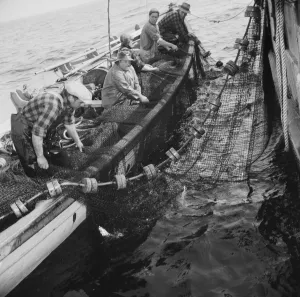 Gordon Parks Images Prints: Possibly: Gloucester fishermen pulling in their nets to bring