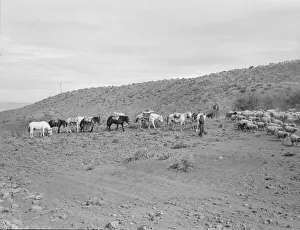 Black And White Animal Photography Prints: Possibly: Pack train coming down from summer camp