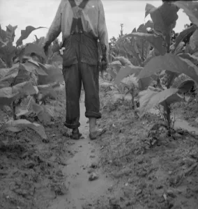 Dorothea Lange Print: White Sharecropper