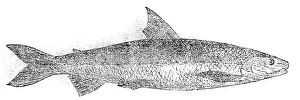 Aquatic Life Art Prints: The Powan, 1862. Creator: Unknown