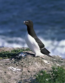 Colourful Nature Photography Prints: Razorbill
