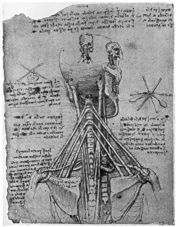 Rear view of a skeleton showing the sinews of the neck, late 15th or early 16th century (1954) Rear view of a skeleton showing the sinews of the neck, late 15th or early 16th century (1954)