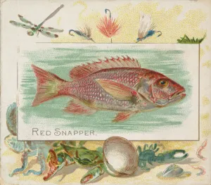 Red Snapper, from Fish from American Waters series (N39) for Allen & Red Snapper, from Fish from American Waters series (N39) for Allen &