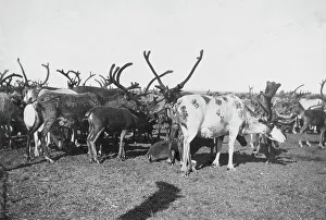 Reindeer Print, c1900-1930