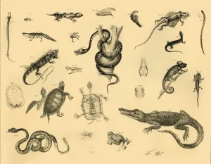 Modern Art Prints: Herpetology Print, Reptiles, c1910