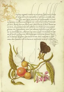Framed Print : Ringlet, False Jerusalem Cherry, and Milkwort Print Framed Print : Ringlet, False Jerusalem Cherry, and Milkwort Print