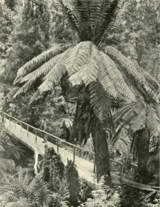 Federated Australia Images Prints: A Rustic Bridge, 1901. Creator: Unknown