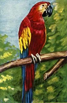 Cigarette Card Album Prints: Scarlet macaw, c1928. Creator: Unknown
