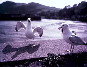 Arthur Charles Kirby Ware Prints: Seagulls, Ilfracombe, Devon, c1955. Creator: Arthur Charles Kirby Ware