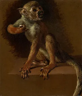 Framed Print : A Seated Monkey Print, circa 1685 Framed Print : A Seated Monkey Print, circa 1685