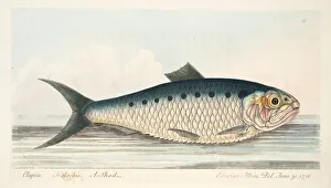 The Shad, from A Treatise on Fish and Fish-ponds, pub. 1832 (hand coloured engraving) The Shad, from A Treatise on Fish and Fish-ponds, pub. 1832 (hand coloured engraving)
