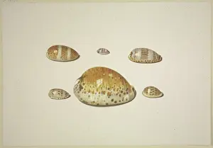 Heritage Art Centre Prints: Six shells, including a large yellow one, 17th century. Creator: D Hogh