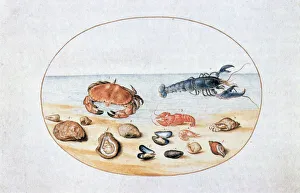 Aquatic Life Art Prints: Shells and Shellfish, 16th century. Artist: Joris Hoefnagel