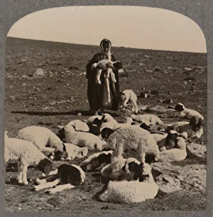 Shepherd and Flock Print, c1900 Palestine