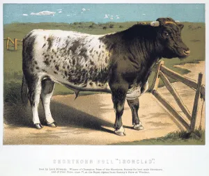Shorthorn Bull Ironclad, 1875 Shorthorn Bull Ironclad, 1875