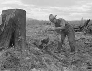 Stump Removal in Bonner County, Idaho, 1939 Print