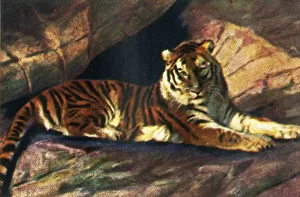 Georg A Jasmatzi Prints: Siberian tiger, c1928. Creator: Unknown