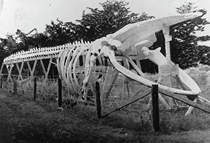Whale Skeleton Prints: Skeleton of a whale, between c1900 and c1930. Creator: Unknown