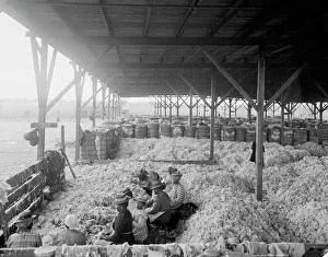 Agricultural Labourer Prints: Sorting cotton, between 1900 and 1910. Creator: Unknown