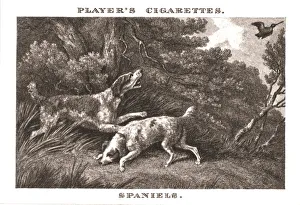Samuel Howitt Artwork Prints: Spaniels, (1924). Creator: Unknown