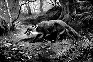 Archibald Thorburn Artwork Prints: Spent, 1898. Creator: Unknown